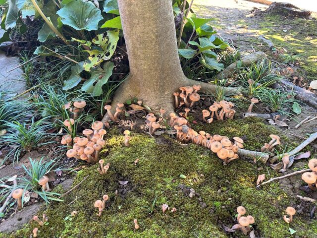 『ナラタケモドキ』

報恩講前に境内のそうじをしていたら、本堂前に何やらキノコ🍄🍄‍🟫の山ならぬ、怪しげなキノコが群生しているのを発見💡！

グーグル先生に聞いてみたら、ナラタケモドキというキノコでした。どうやら食べることもできるそうですが、勇気がないのでやめときます。

食欲の秋！自生しているキノコ🍄‍🟫も食べることができるものもありますが、よく調べてから食べましょう。🤭

#真宗大谷派#東本願寺#親鸞聖人#蓮如上人#南無阿弥陀#念仏#愛知県#一宮市#報恩講#お東#彼岸#永代経#おそうじサロン#念珠作り#能登半島地震
#能登半島地震義援金#ラジオ体操#お勤めの稽古#正信偈の稽古#平和の鐘#流しそうめん#終戦の日#広島長崎#原爆の日#おみがき#竹灯籠#盂蘭盆会#ライトアップ