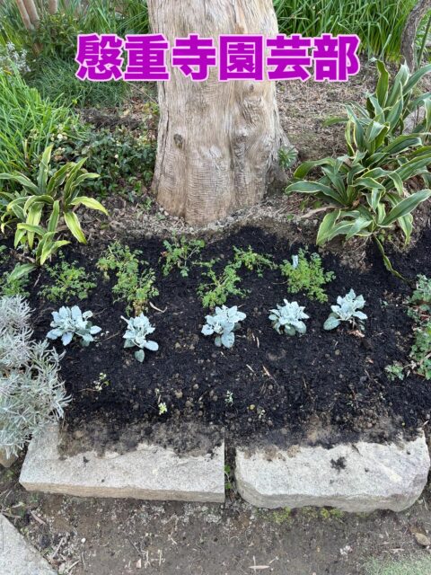 『慇重寺園芸部（仮）』活動

ご門徒さん２人と、ワンパクおくり様が、園芸部活動をして、オルラヤとシロタエギク・ダスティミラーを境内に植えていただきました。

強風の中大変ご苦労様でした。ハンギングバスケット協会で、園芸の先生としてご活躍されているご門徒さんのおかげ様で、花壇が賑やかになりました。ありがとうございました。🙏

#真宗門徒講座
#女性のしゃべり場
#AED講習会
#おそうじサロン
#よせうえ